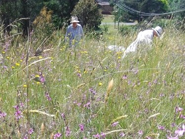 Bushcare volunteers among the chocolate lillies