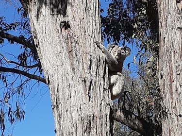 Koala on Athol Road, Balala