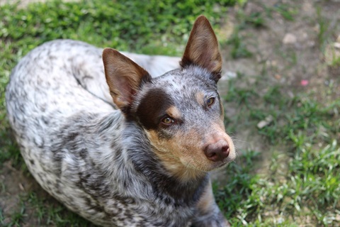 blue-heeler2.jpeg