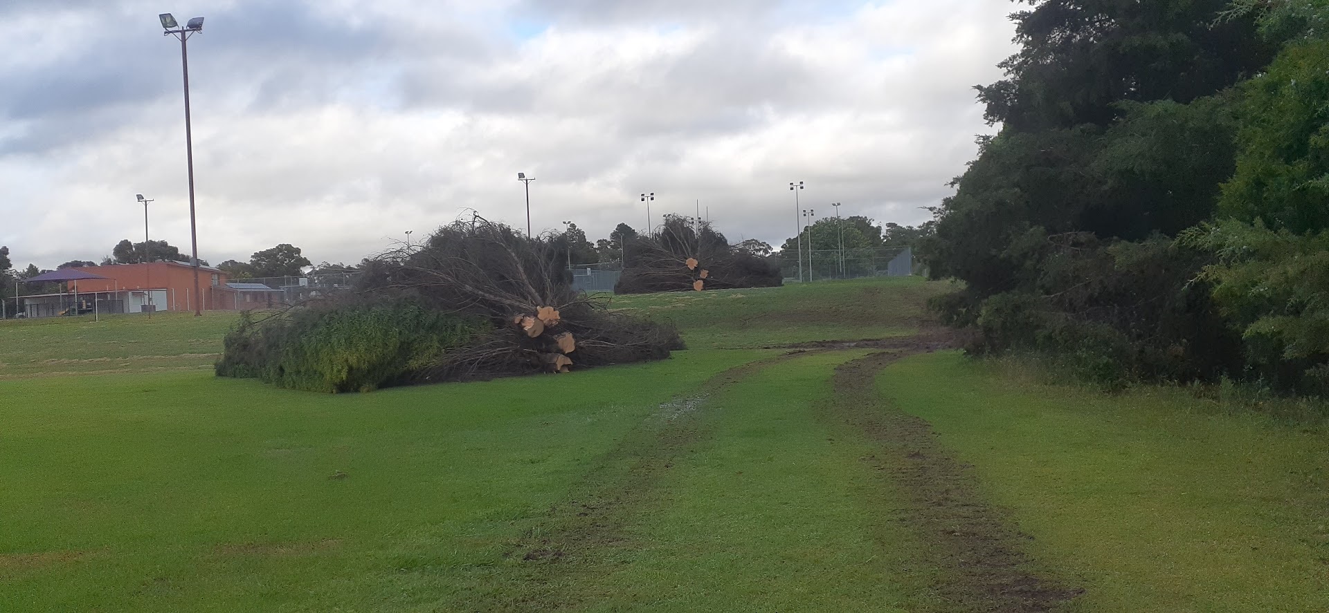 tree-cleanup-from-storm.jpg