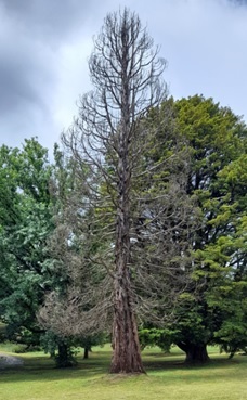 american-redwood-tree-alma-park.jpg