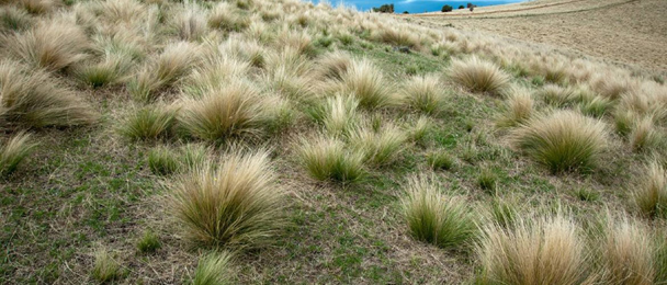 Picture Grass.png