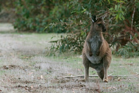 kangaroo.jpg